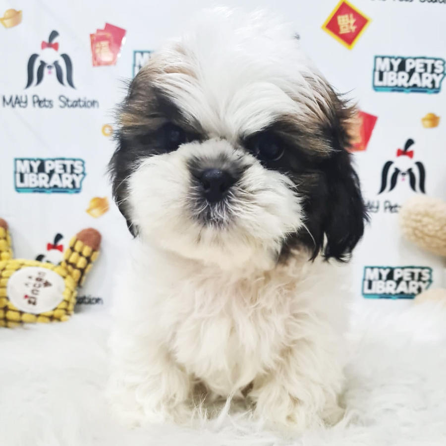 Shih Tzu Puppy (Male) For Sale