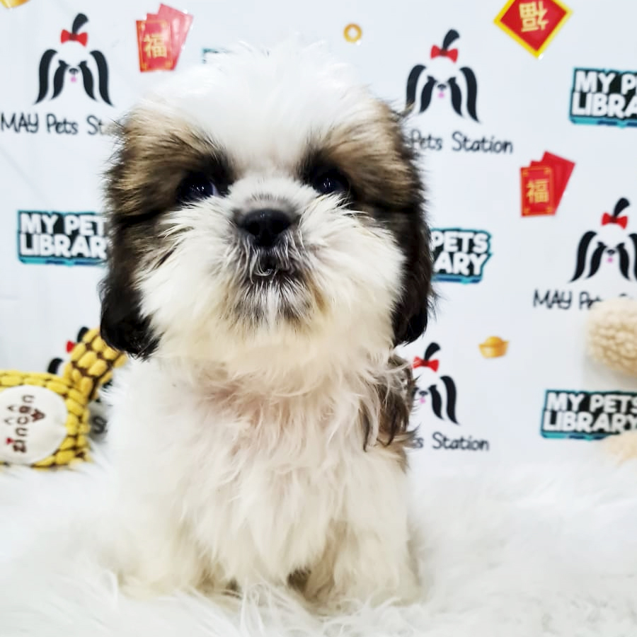 Shih Tzu Puppy (Female) For Sale