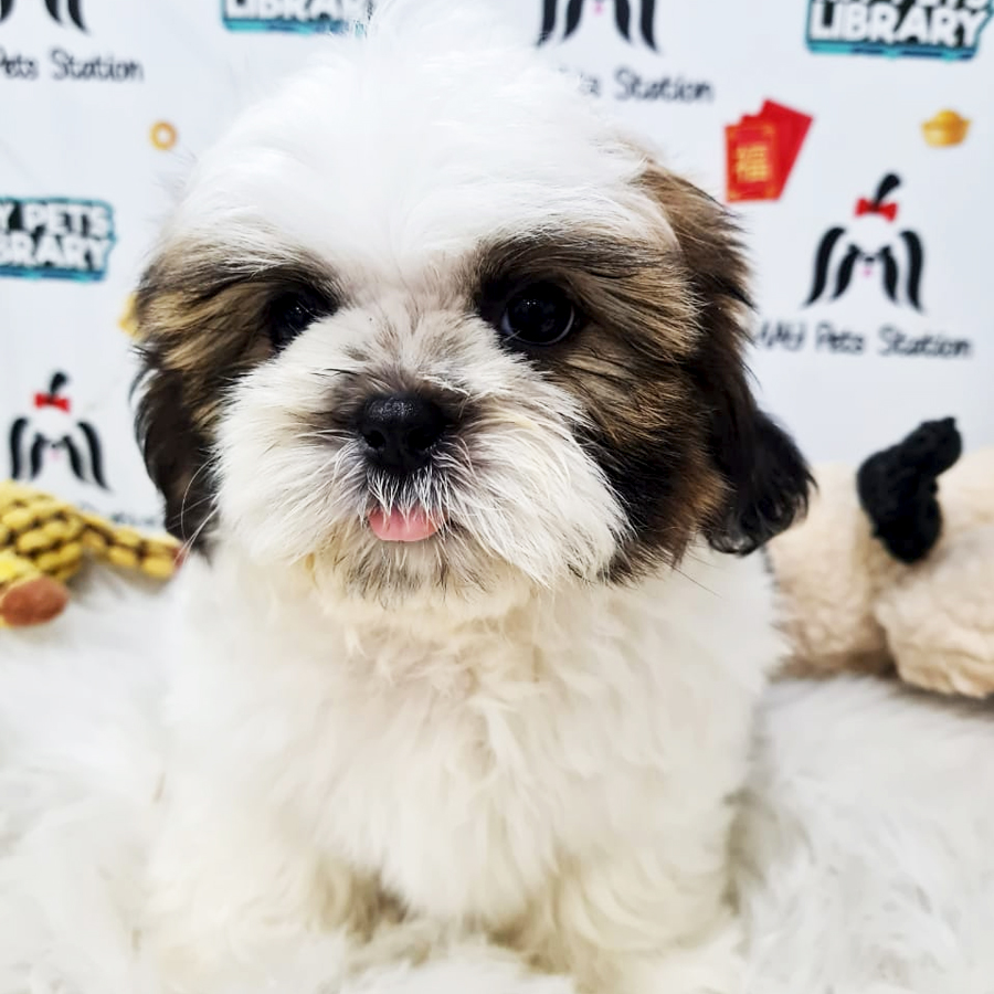 Shih Tzu Puppy (Male) For Sale