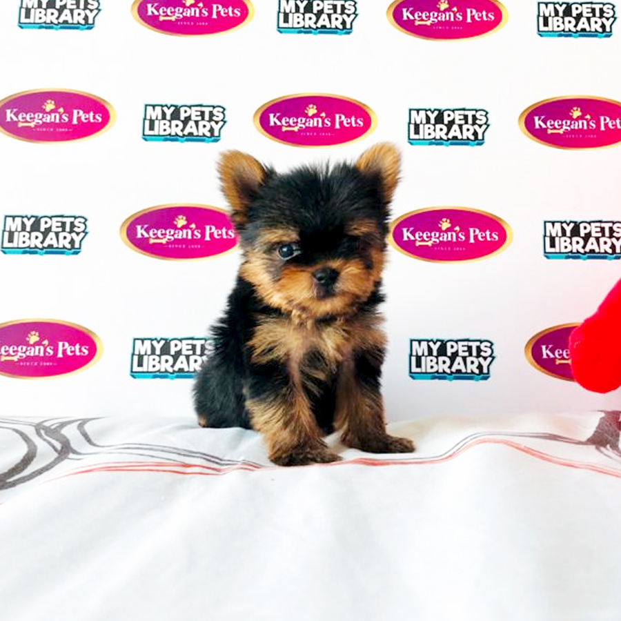 MKA Yorkshire Terrier Puppy (Male) For Sale