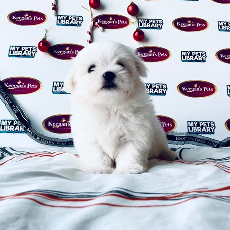MKA Maltese Puppy (Female) For Sale