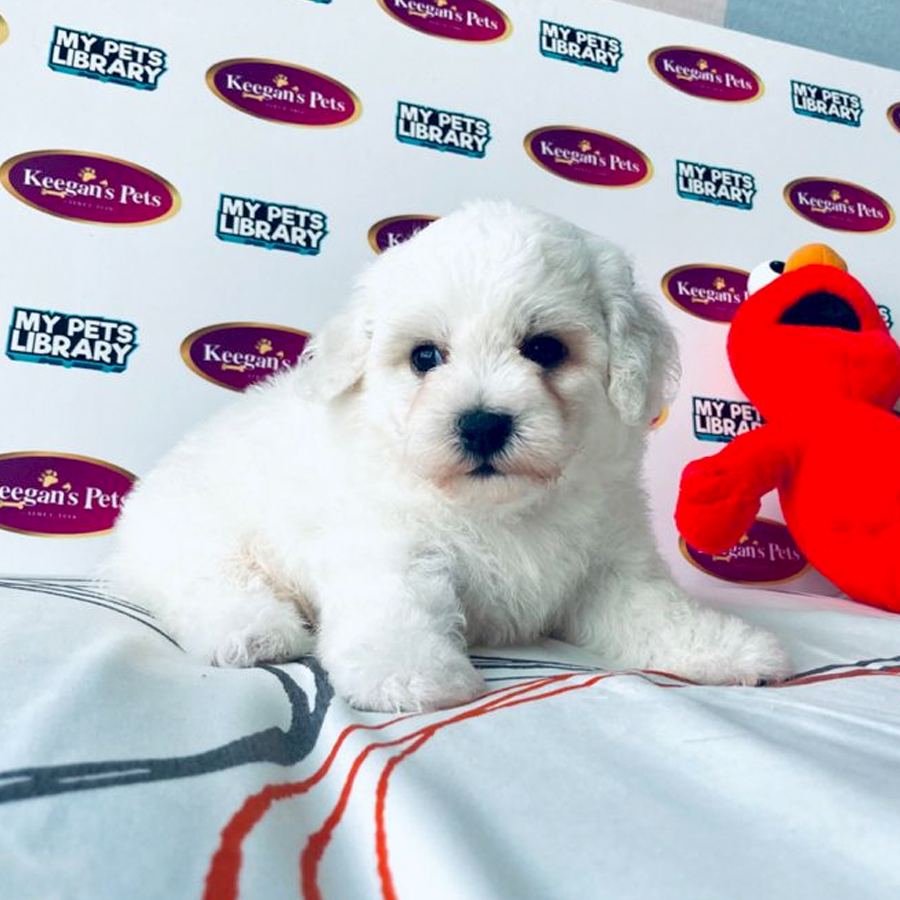 MKA Bichon Puppy (Male) For Sale