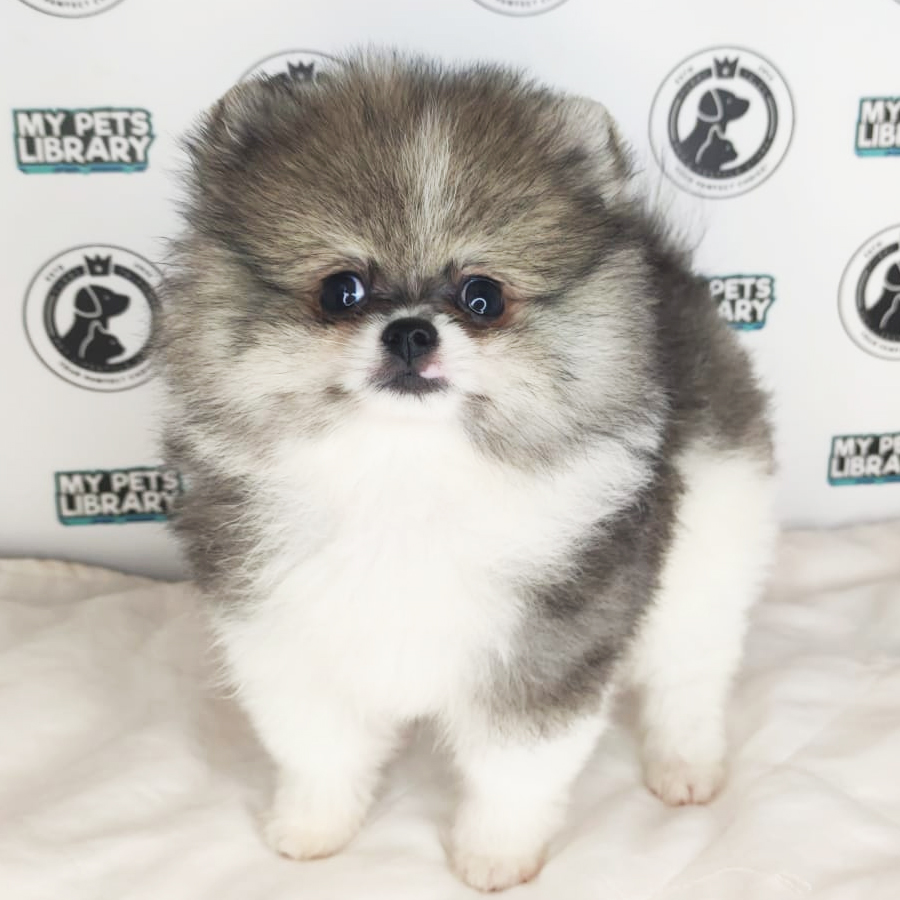 MKA Pomeranian Puppy (Male) For Sale