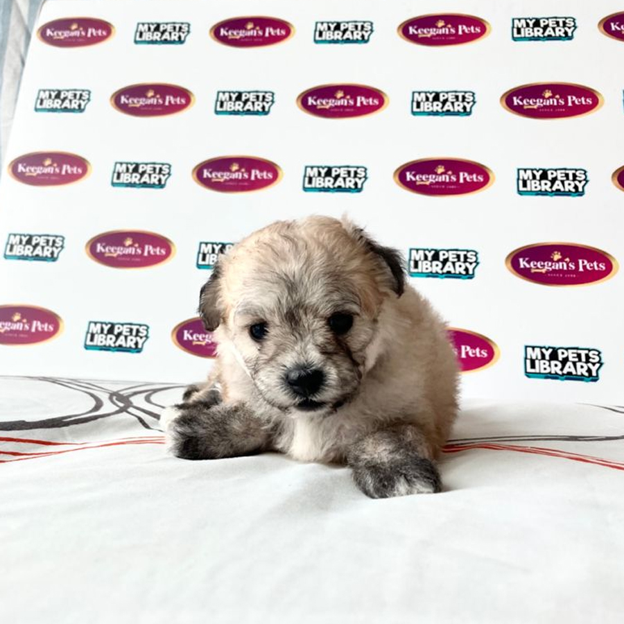 Toy Poodle Puppy (Female) For Sale