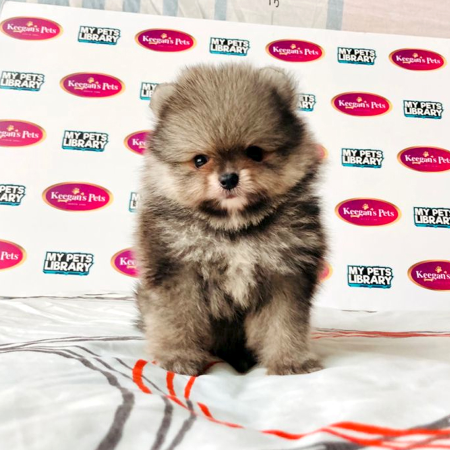 MKA Pomeranian Puppy (Male) For Sale