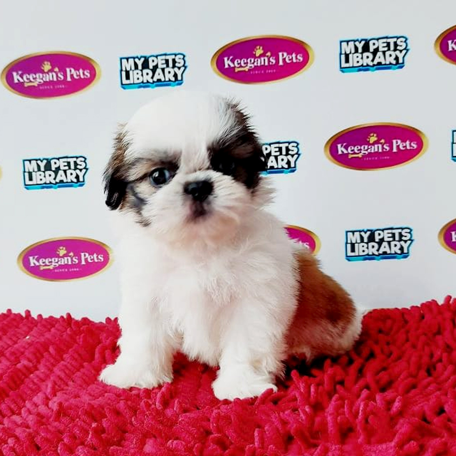 Shih Tzu Puppy (Male) For Sale