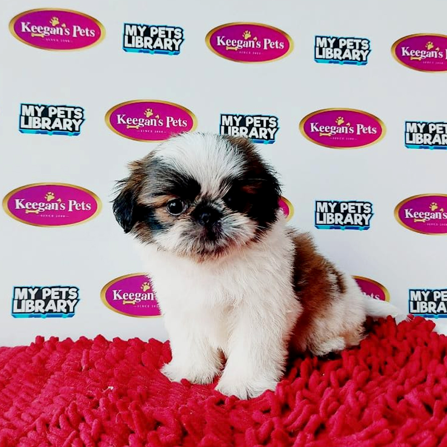Shih Tzu Puppy (Male) For Sale