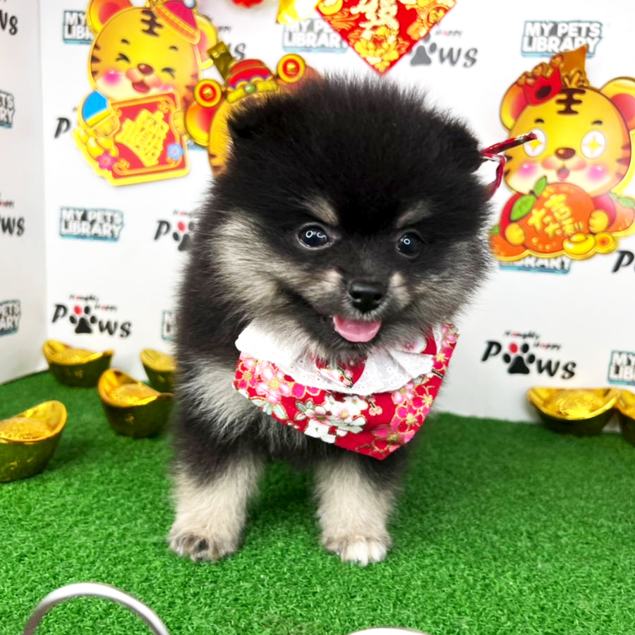Pomeranian Puppy (Female) For Sale
