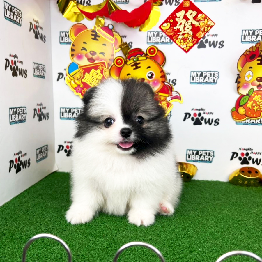 Pomeranian Puppy (Female) For Sale