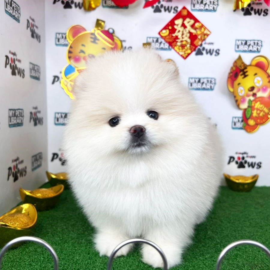 Pomeranian Puppy (Male) For Sale