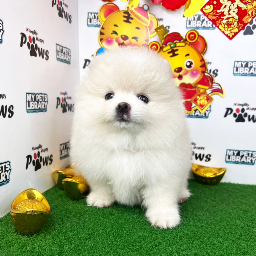 Pomeranian Puppy (Female) For Sale
