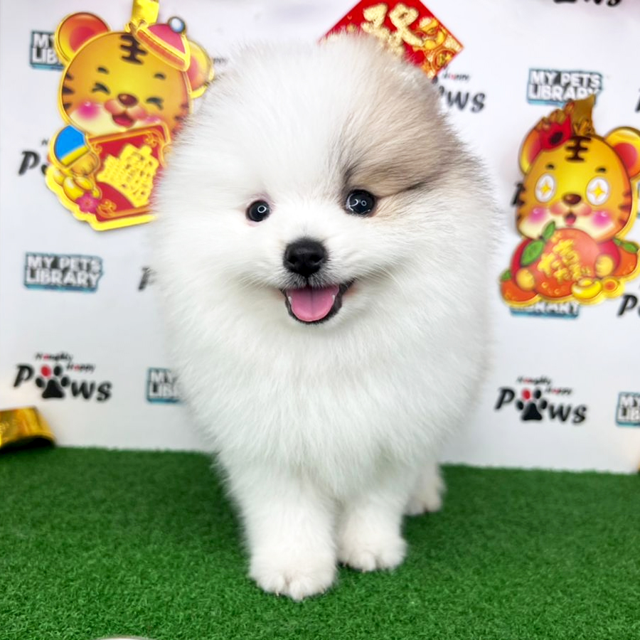 Pomeranian Puppy (Male) For Sale