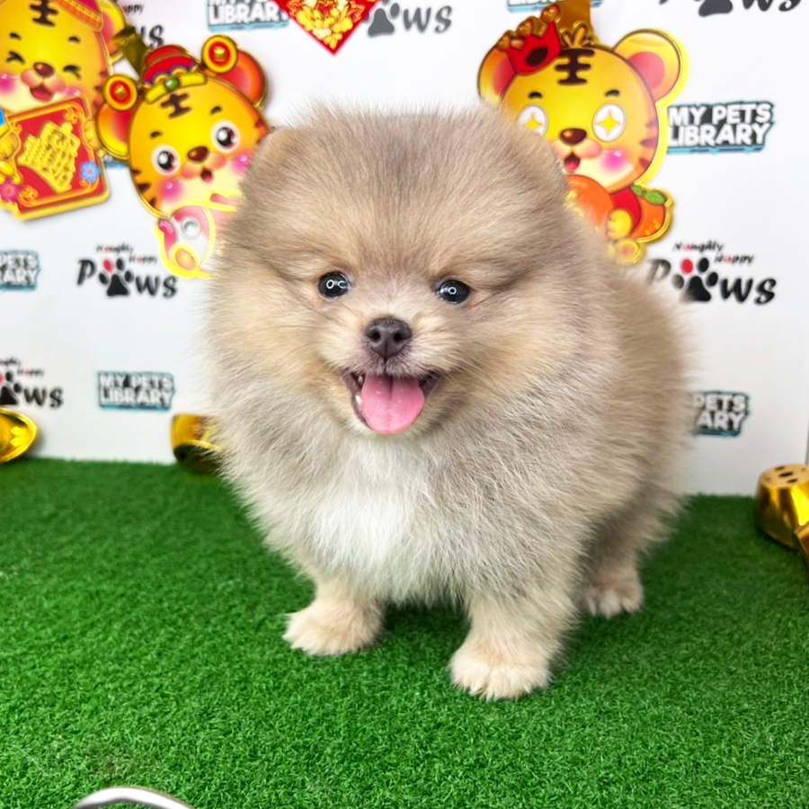 Pomeranian Puppy (Male) For Sale