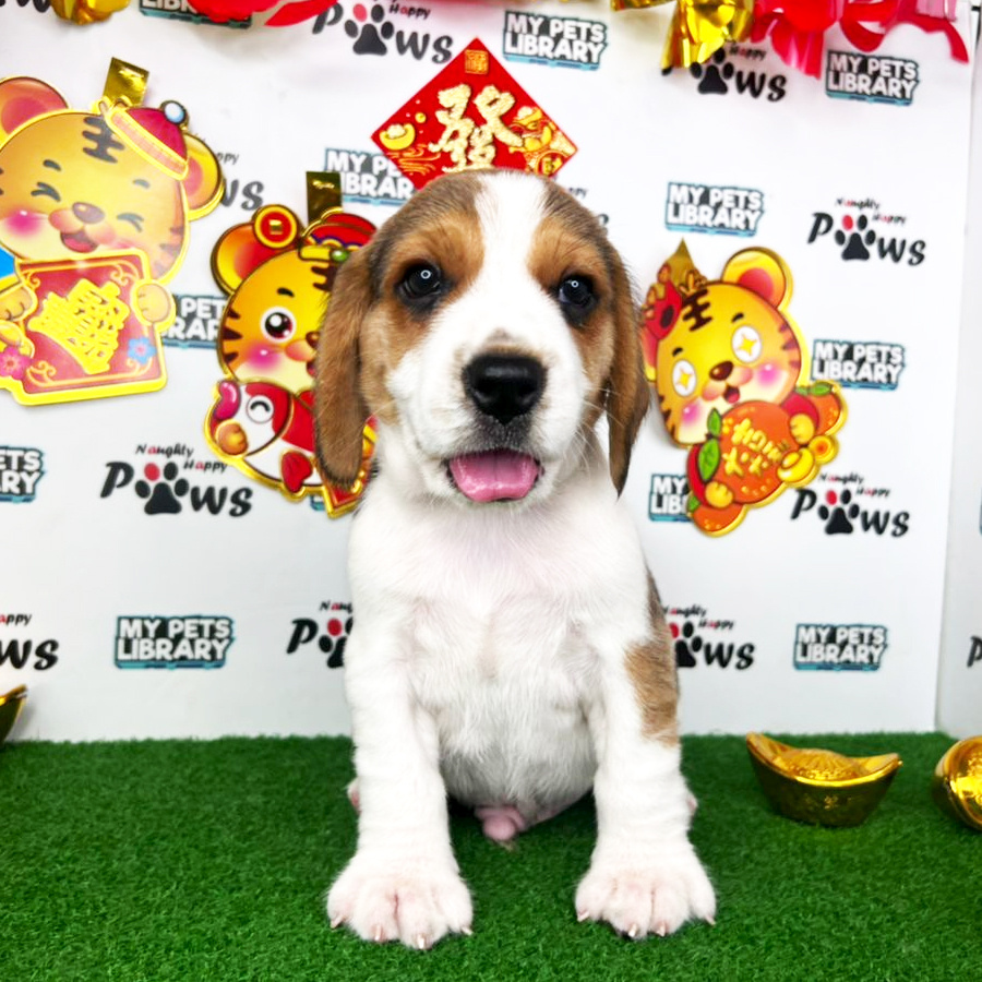 Beagle Puppy (Male) For Sale