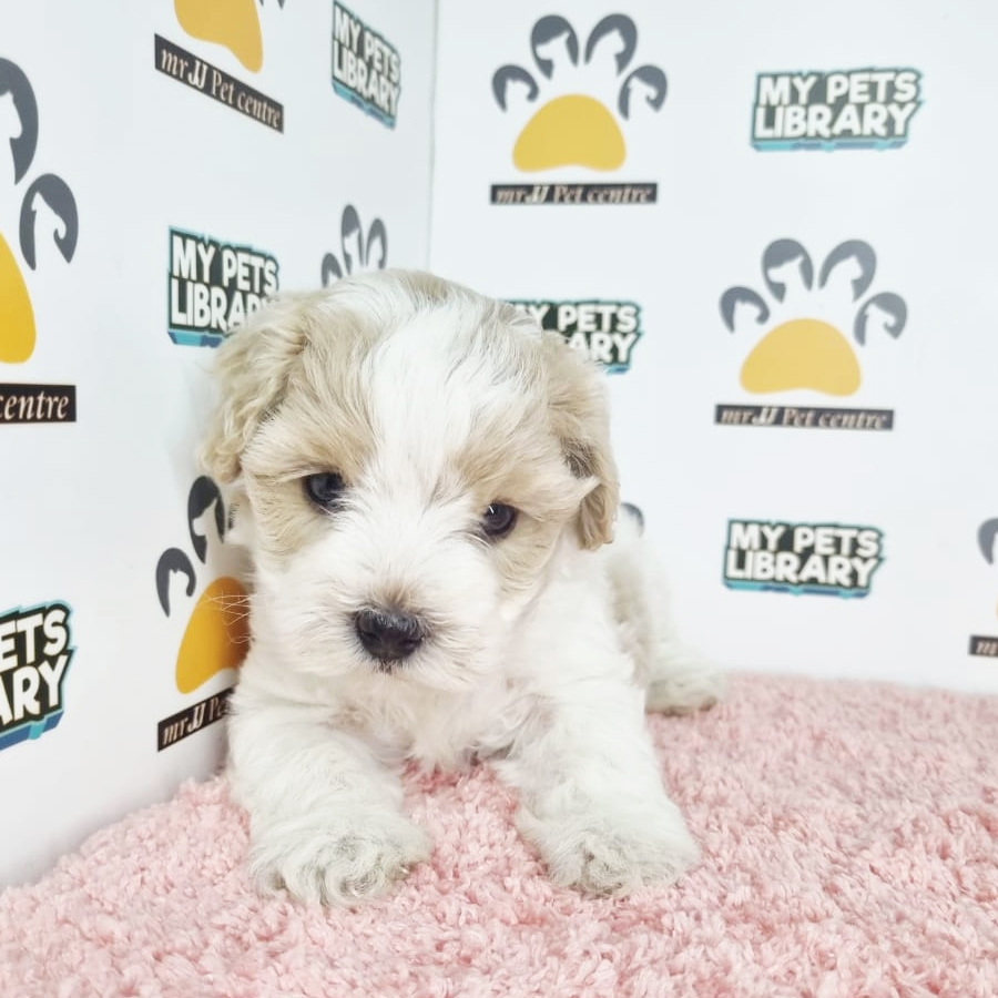 Toy Poodle Puppy (Female) For Sale
