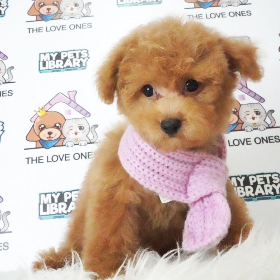 Toy Poodle Puppy (Female) For Sale