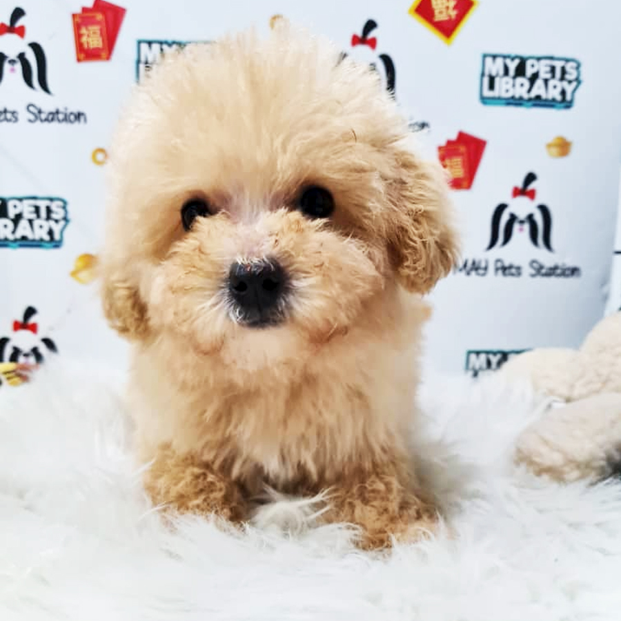 Toy Poodle Puppy (Female) For Sale