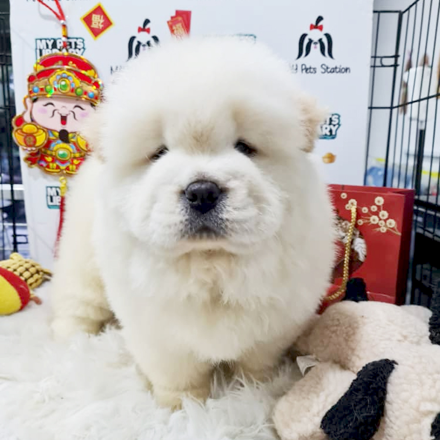 Chow Chow Puppy (Male) For Sale
