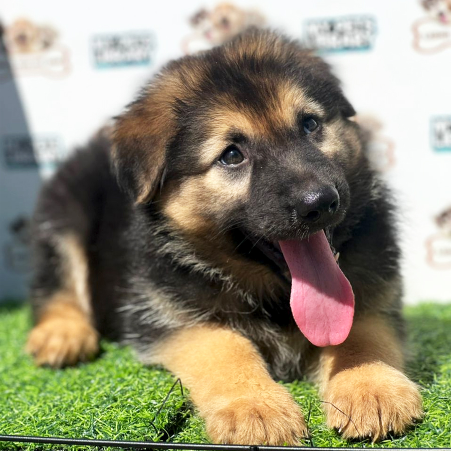 High Quality German Shepherd Puppy (Female) For Sale