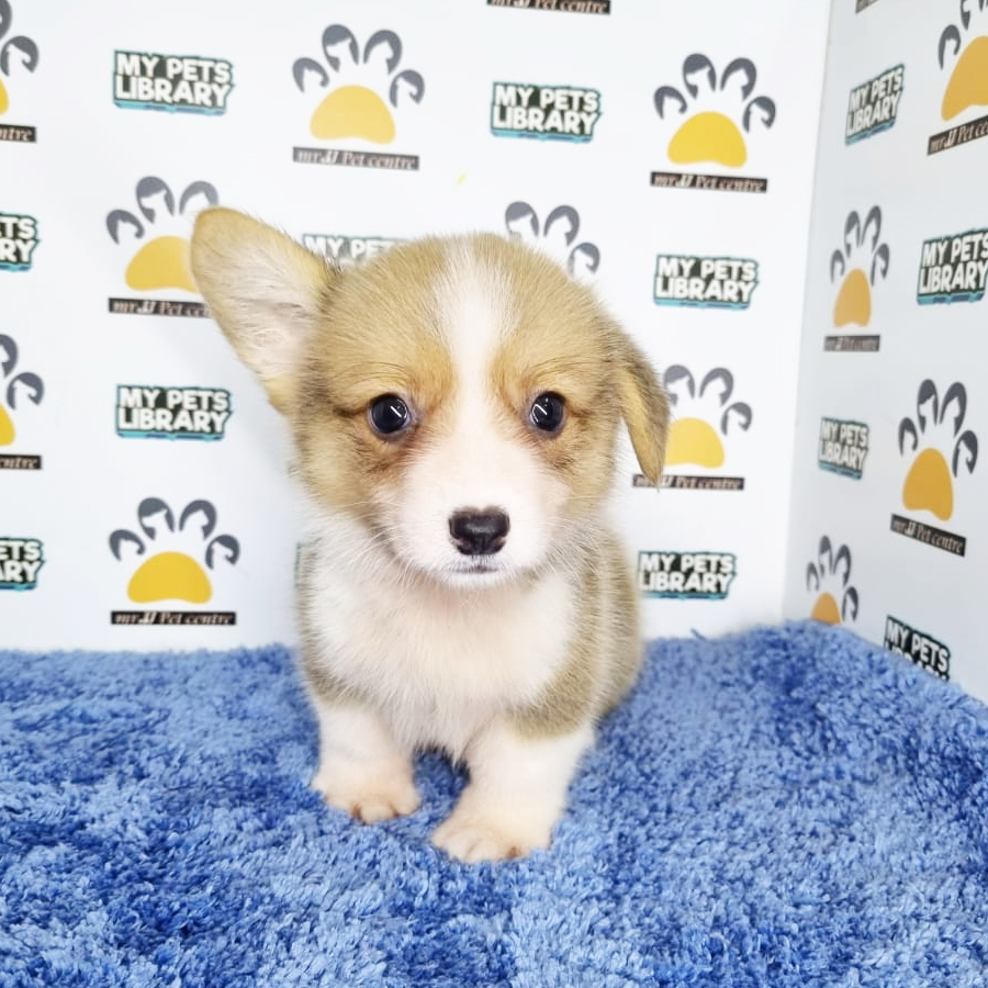 Welsh Corgi Puppy (Male) For Sale