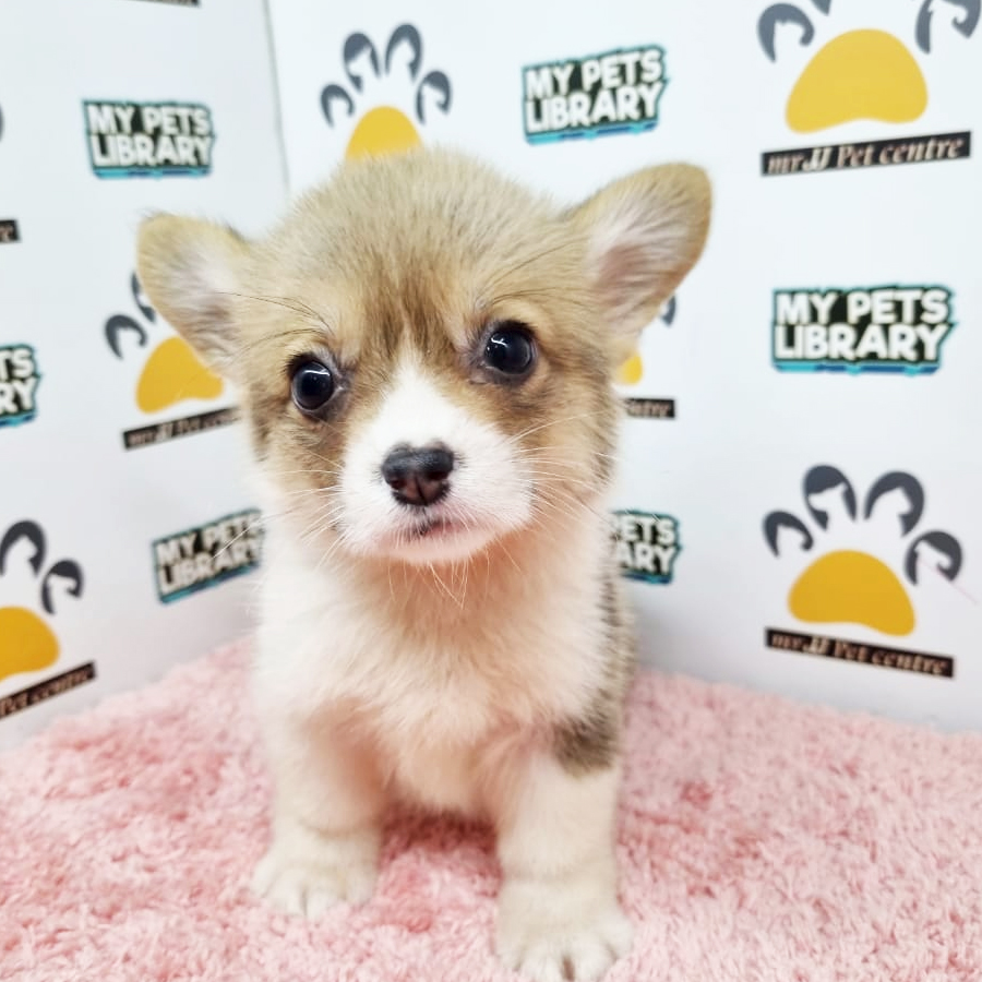 Welsh Corgi Puppy (Female) For Sale