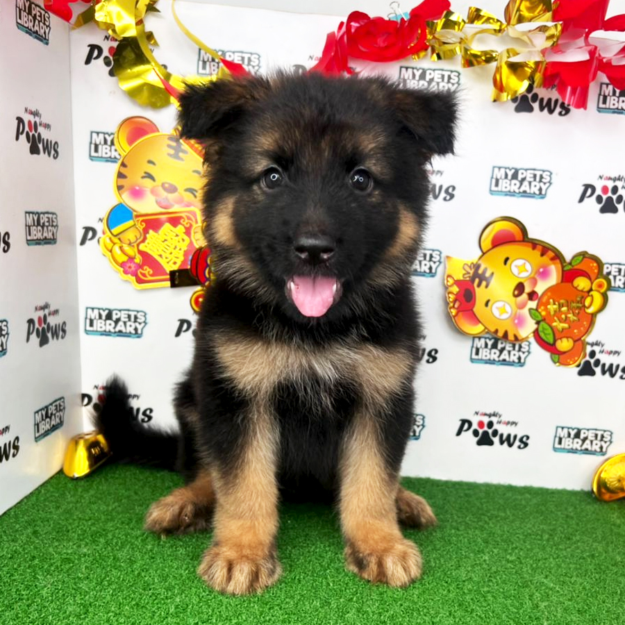 German Shepherd Puppy (Male) For Sale