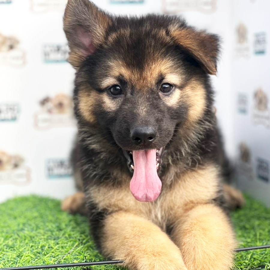 High Quality German Shepherd Puppy (Female) For Sale