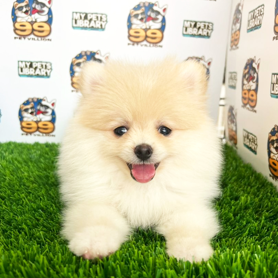 Pomeranian Puppy (Female) For Sale