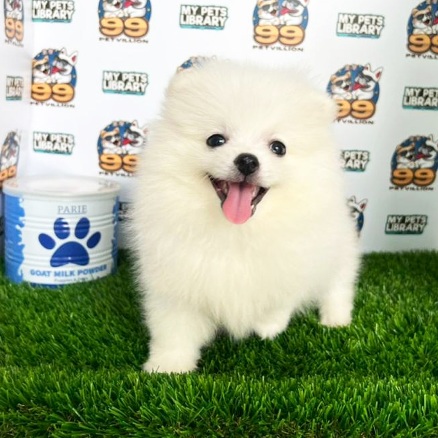 Pomeranian Puppy (Male) For Sale