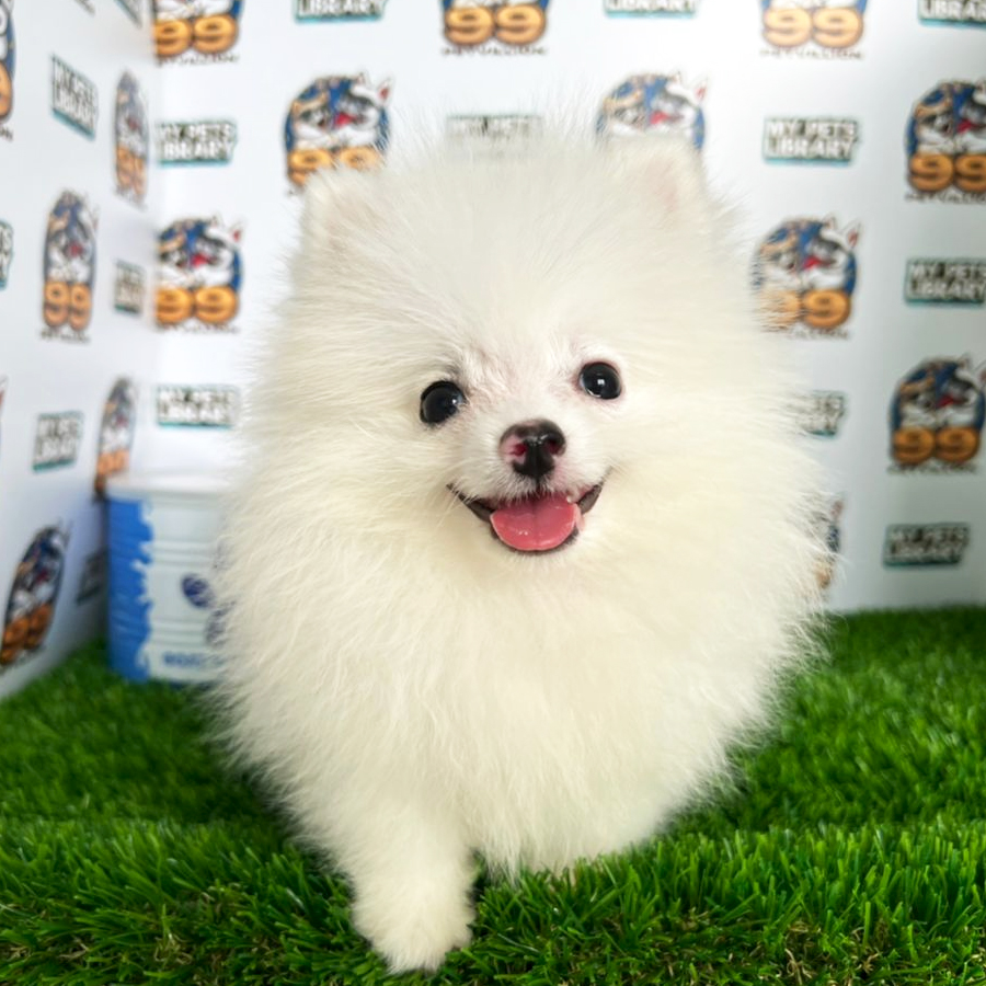 Pomeranian Puppy (Male) For Sale