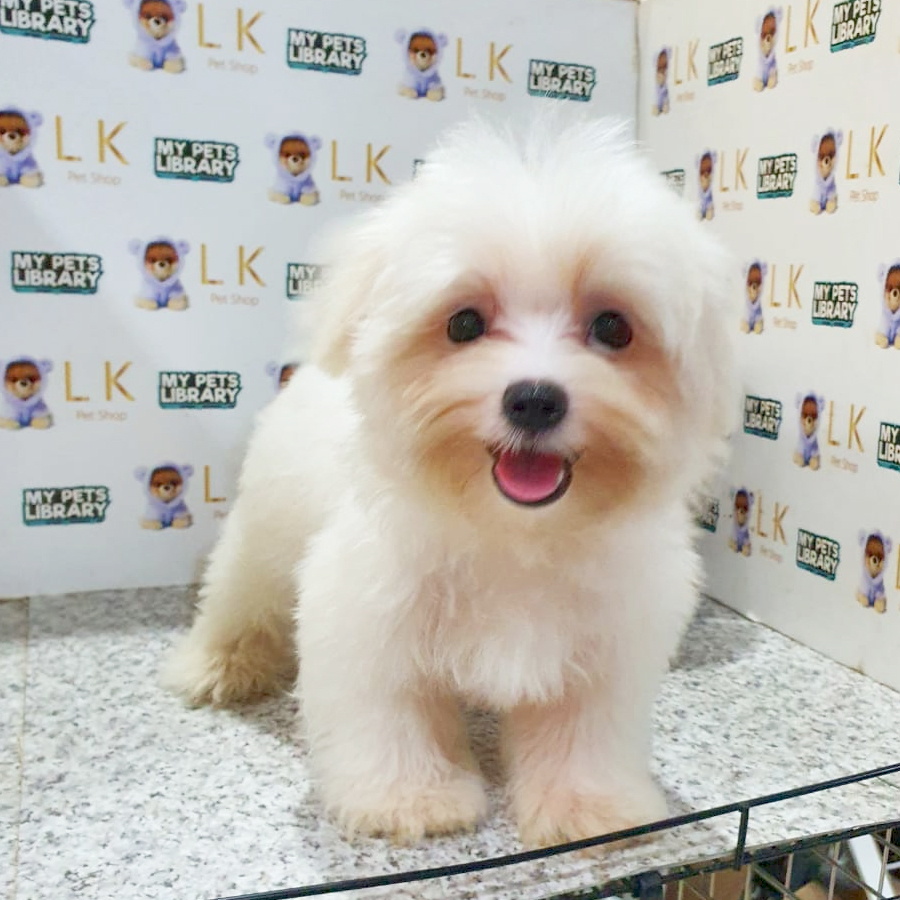 Maltese Puppy (Male) For Sale