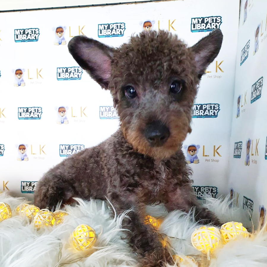 Toy Poodle Puppy (Male) For Sale