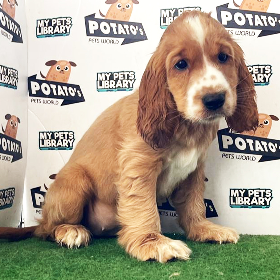 Cocker Spaniel Puppy (Female) For Sale