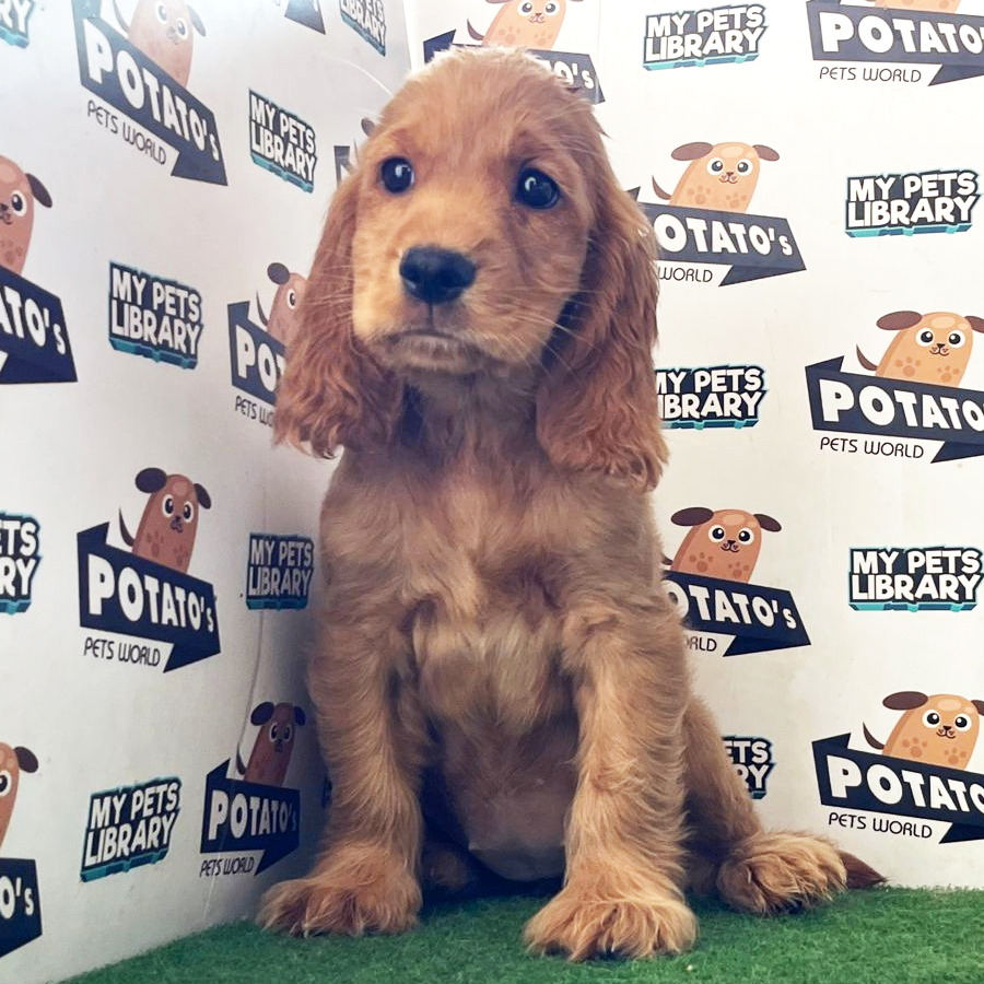 Cocker Spaniel Puppy (Female) For Sale