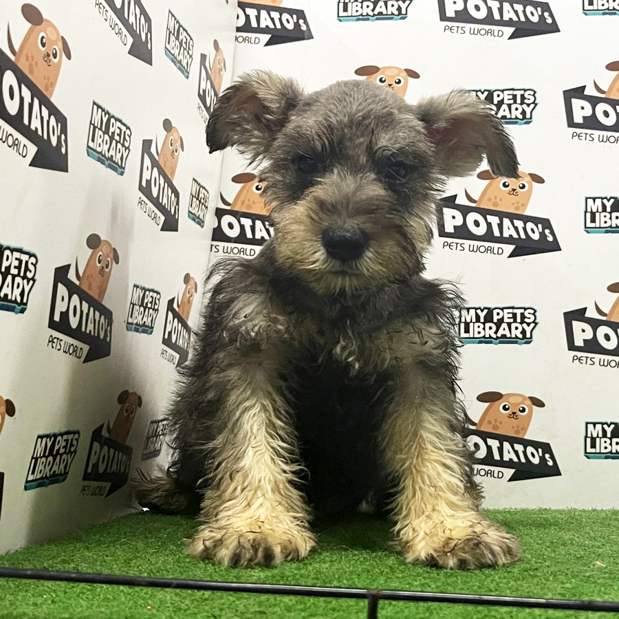 Schnauzer Puppy (Male) For Sale