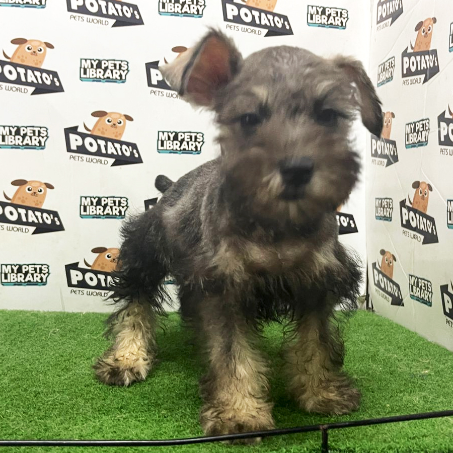 Schnauzer Puppy (Female) For Sale