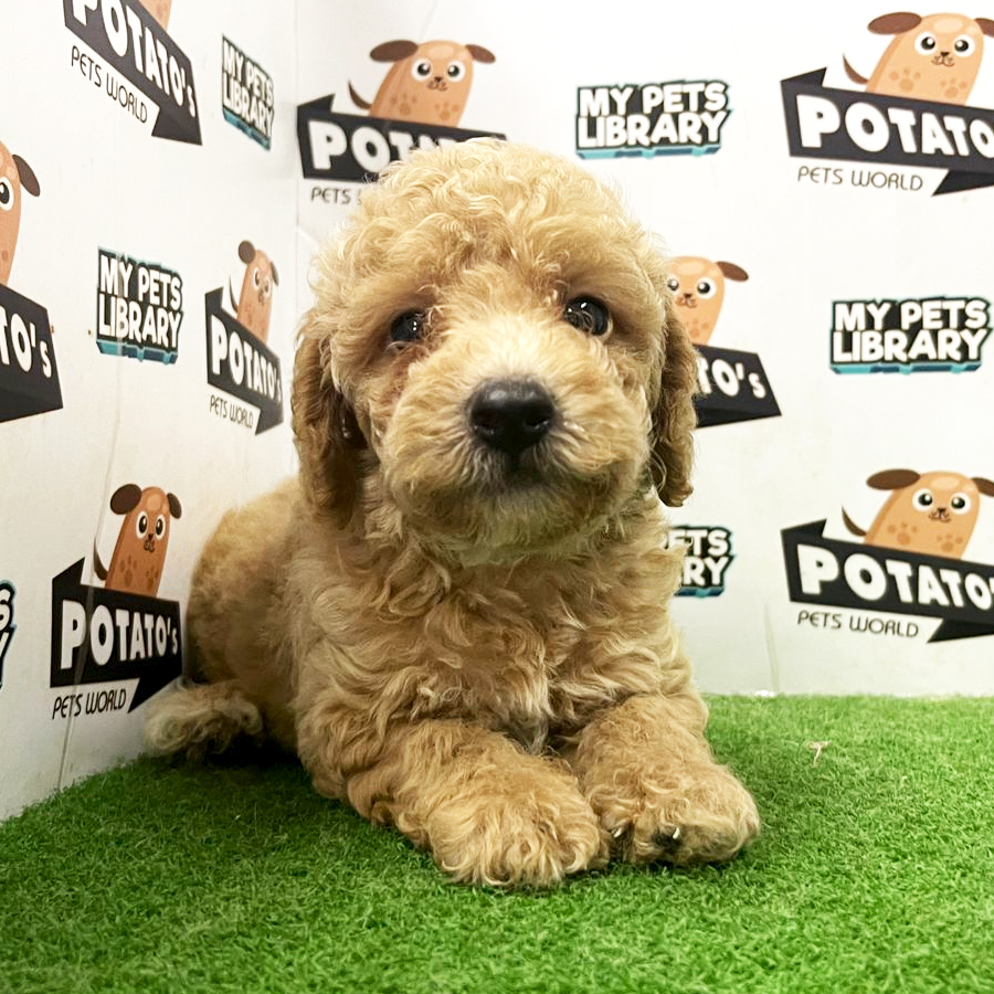 Toy Poodle Puppy (Male) For Sale