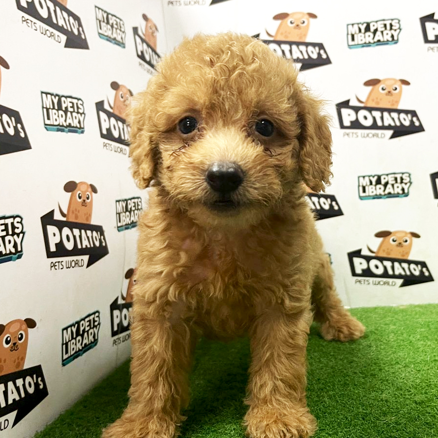 Toy Poodle Puppy (Male) For Sale