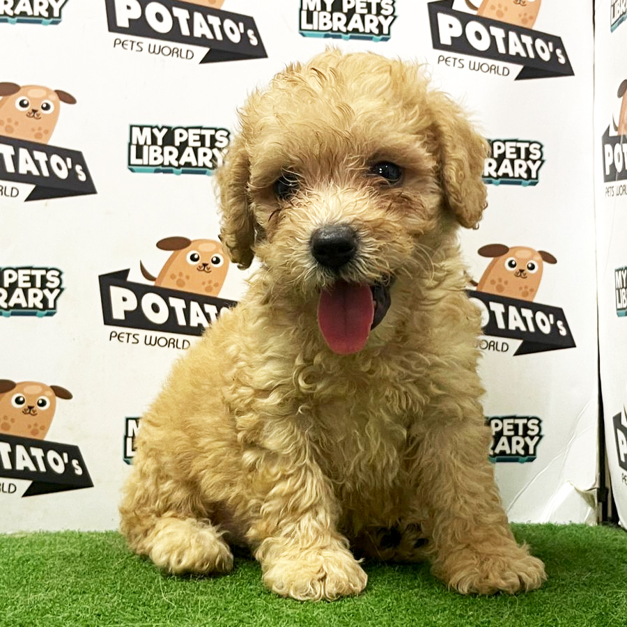 Toy Poodle Puppy (Male) For Sale