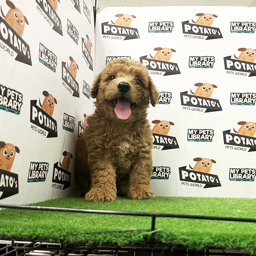 Toy Poodle Puppy (Male) For Sale
