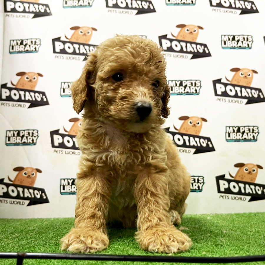 Toy Poodle Puppy (Female) For Sale