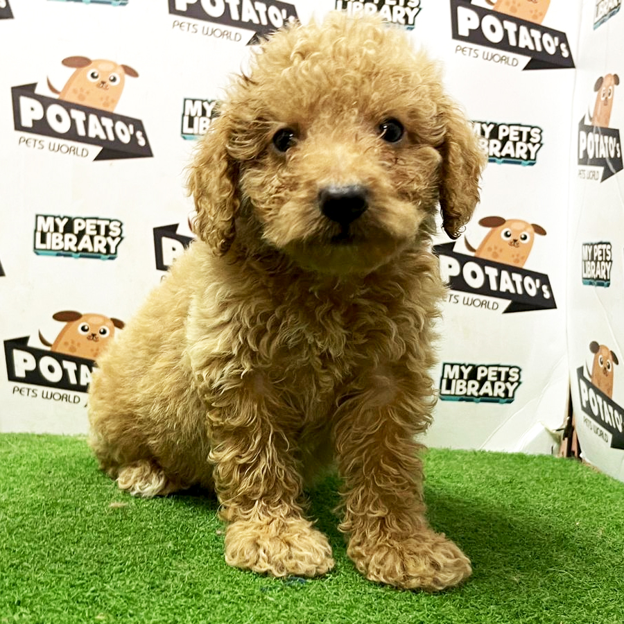 Toy Poodle Puppy (Female) For Sale