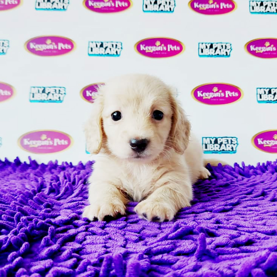 MKA Mini Dachshund Puppy (Female) For Sale