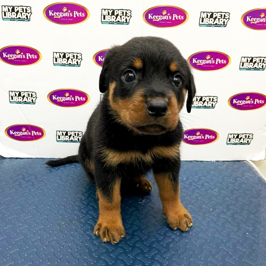 MKA Rottweiler Puppy (Male) For Sale