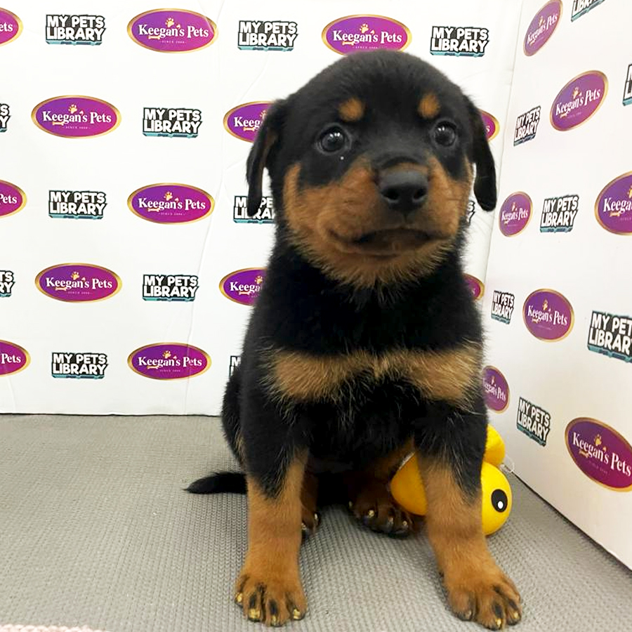 MKA Rottweiler Puppy (Female) For Sale