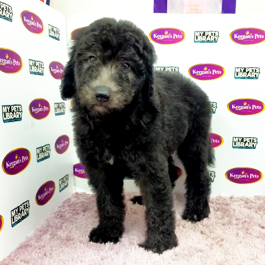 Standard Poodle Puppy (Male) For Sale