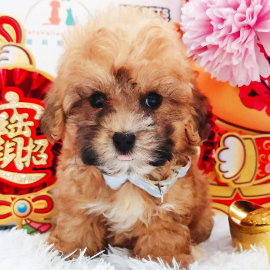 Shihpoo Puppy (Male) For Sale