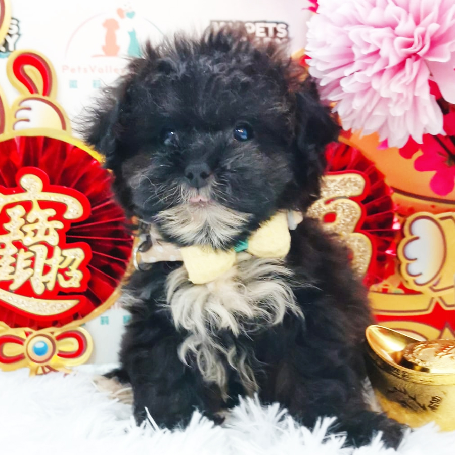 Shihpoo Puppy (Male) For Sale