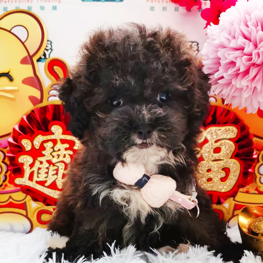 Shihpoo Puppy (Female) For Sale