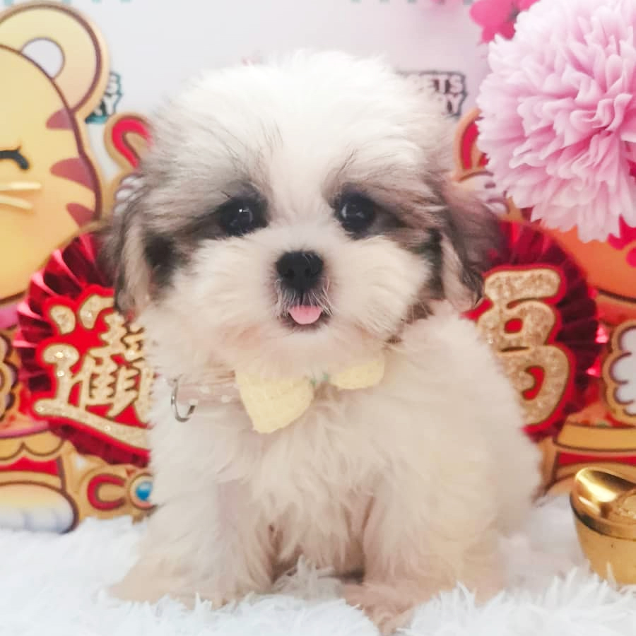 Shih Tzu Puppy (Male) For Sale